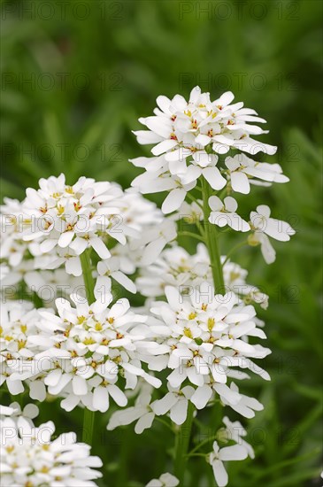 Evergreen Candytuft (Iberis sempervirens)