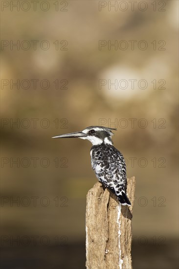 Pied Kingfisher (Ceryle rudis)