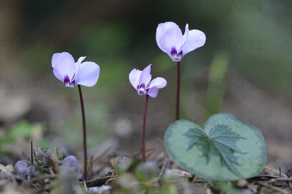 Eastern Sowbread or Cyclamen (Cyclamen coum)