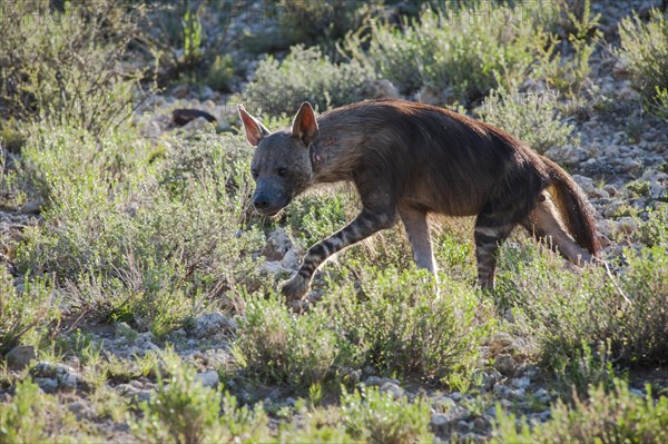 Brown Hyena (Parahyaena brunnea)