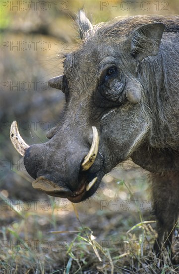 Warthog (Phacochoerus aethiopicus)