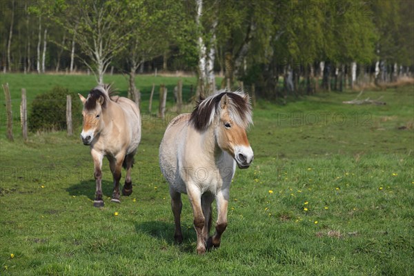 Norwegian Fjord horses