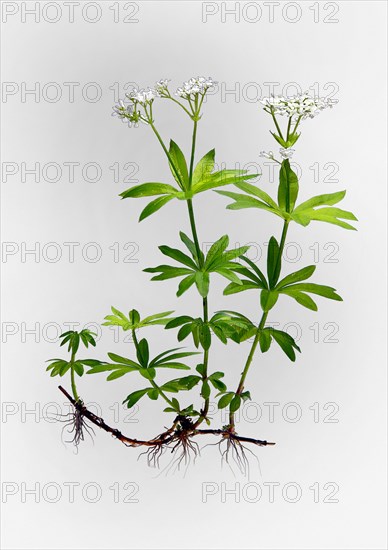 Woodruff (Galium odoratum)