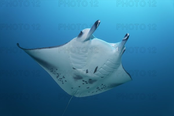 Giant Manta Ray (Manta birostris) in the open sea