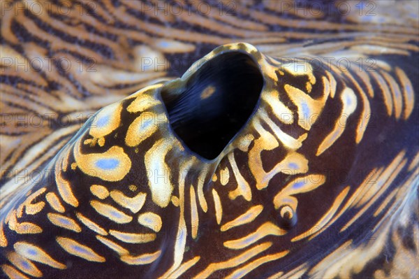 Blowhole of a Giant Clam (Tridacna gigas)
