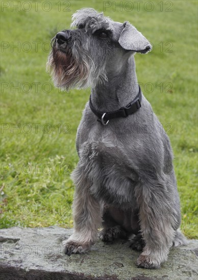 Miniature Schnauzer sitting on a wall