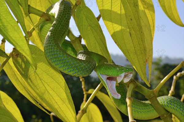 Barat Bamboo pitviper (Trimeresurus sabahi barati)