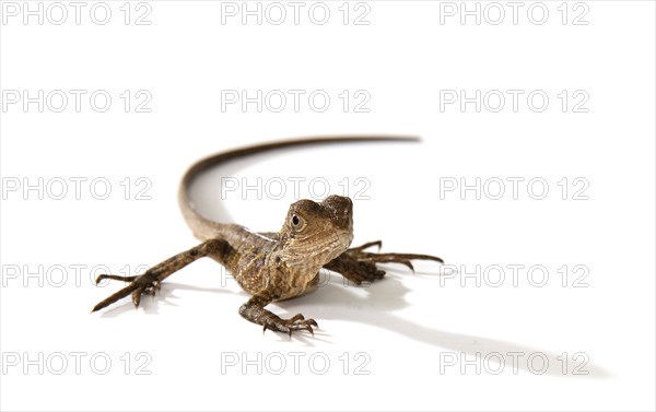 Australian Water Dragon (Physignathus lesueurii)