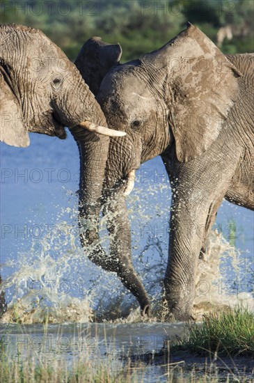 African elephants (Loxodonta africana) playfighting at the Namutoni water hole