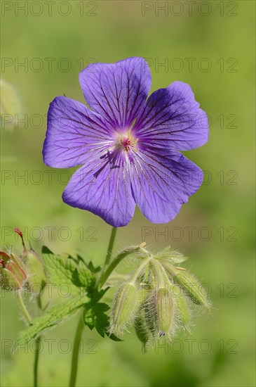 Caucasian Cranesbill