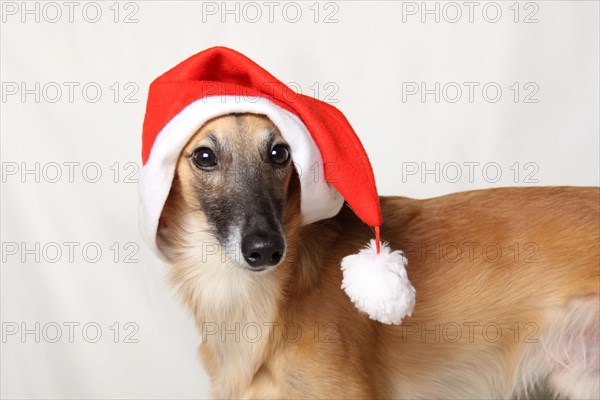 Longhaired Whippet or Silken Windsprite