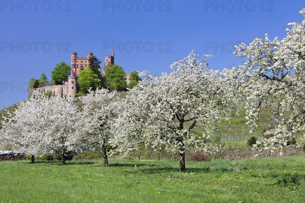 Schloss Ortenberg and blossoming fruit trees