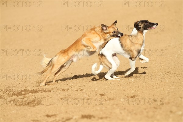 Silken Windsprite male dogs playing on a field
