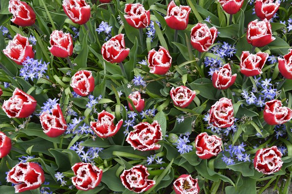 Tulips (Tulipa hybrids) and Glory-of-the-snow (Chionodoxa) in Keukenhof