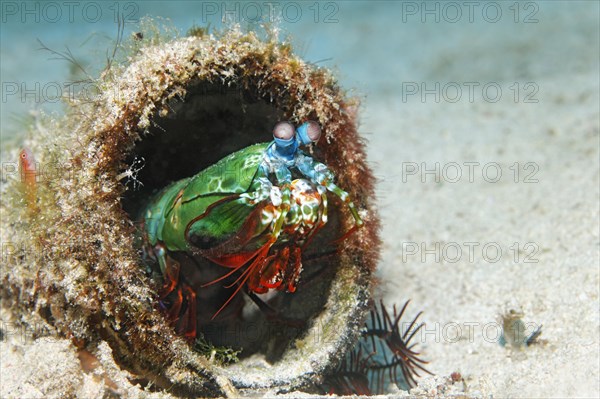 Peacock Mantis Shrimp (Odontodactylus scyllarus)