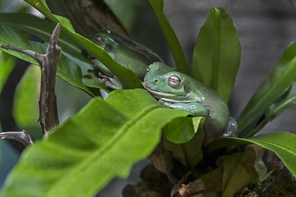 Australian Green Tree Frog (Litoria caerulea)