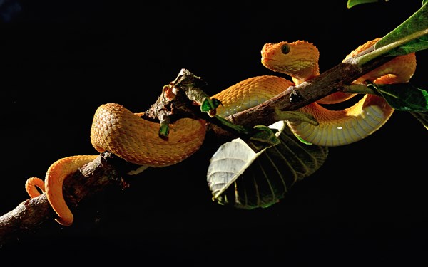 Mayombe Bush-Viper (Atheris squamigera anisolepis)