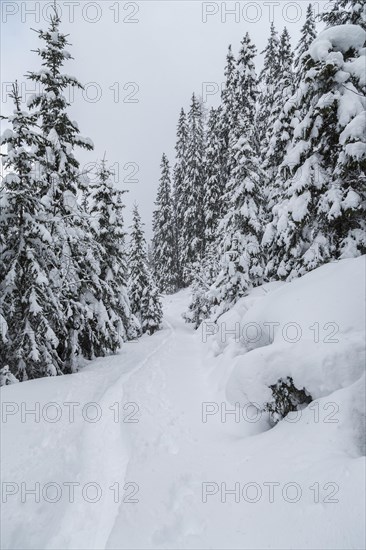 Winter landscape with snowshoe tracks