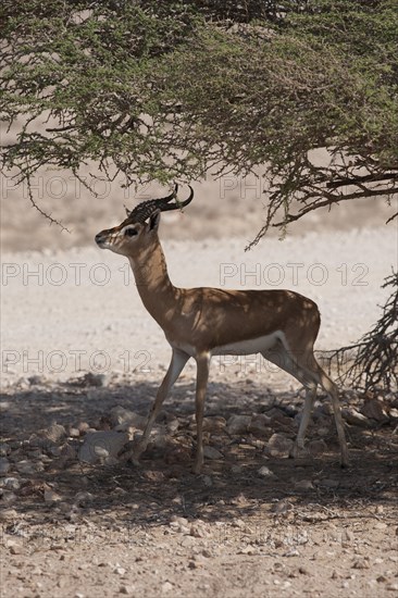 Arabian Oryx (Oryx leucoryx)