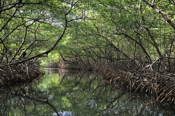 Mangroves near Isla Pedro Pelada