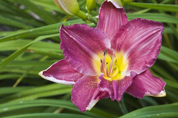 Purple and yellow daylily (Hemerocallis)