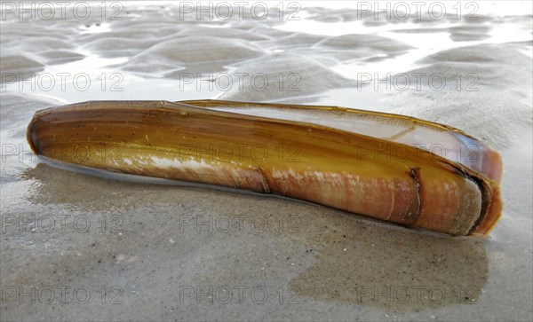 Shell of a Sword Razor Clam (Ensis ensis)