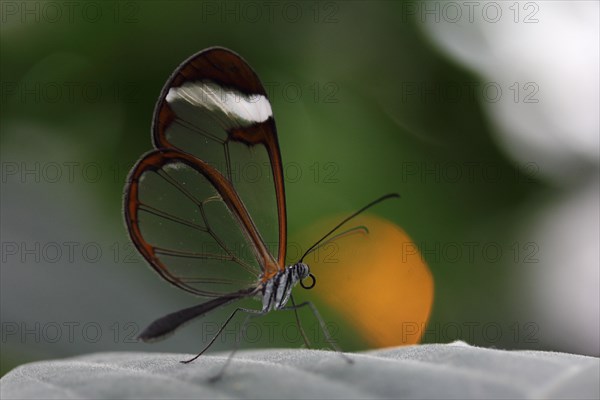 Glasswinged Butterfly (Greta oto) on a leaf