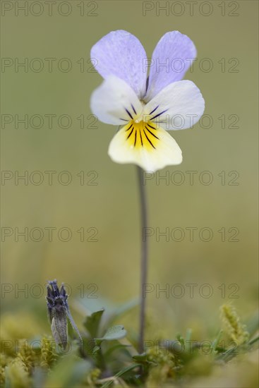 Heartsease or Wild Pansy (Viola tricolor)