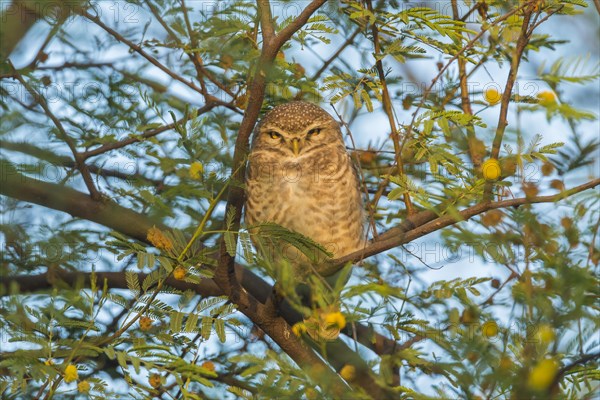 Spotted Owlet (Athene brama)