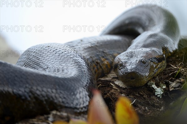 A large Anaconda or Green Anaconda (Eunectes murinus)