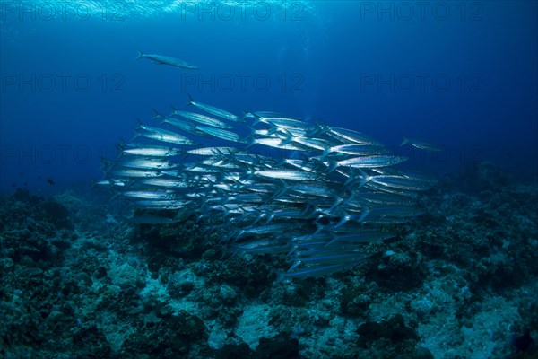 School of Sharpfin Barracuda or Heller's Barracuda (Sphyraena helleri)