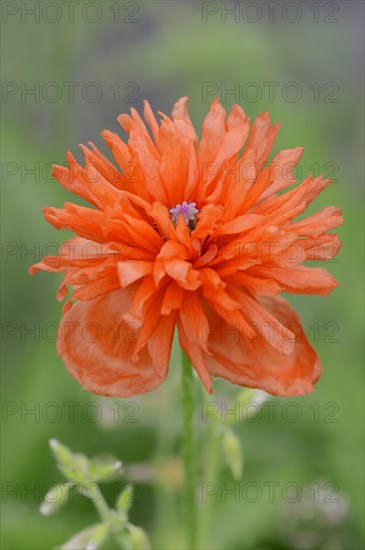 Oriental poppy (Papaver orientale)