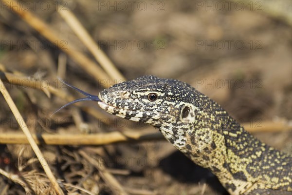 Nile Monitor (Varanus niloticus)