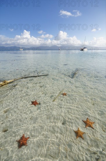 Starfish in the crystal clear water of the Cayos Los Grullos island