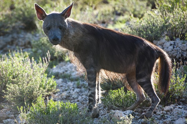 Brown Hyena (Parahyaena brunnea)