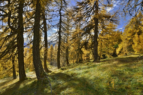 European Larch (Larix decidua)