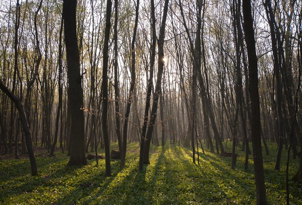 Morning atmosphere in a beech conservation area with wild garlic as ground cover