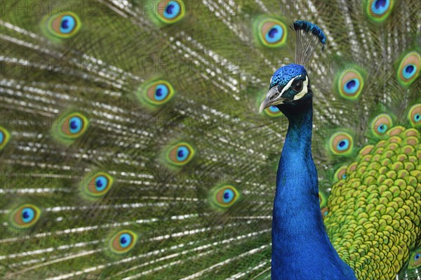 Indian Peafowl or Blue Peafowl (Pavo cristatus)