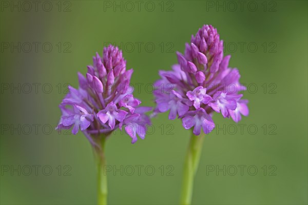 Pyramid Orchids (Anacamptis pyramidalis)