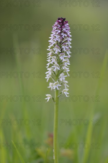 Burnt-tip Orchid (Orchis ustulata syn Neotinea ustulata)