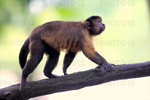 Brown Capuchin or Tufted Capuchin (Cebus apella)