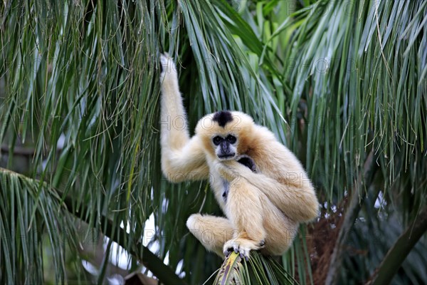 Northern White-cheeked Gibbon (Nomascus leucogenys)