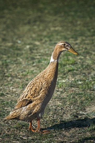 Indian Runner duck (Anas platyrhynchos domesticus)