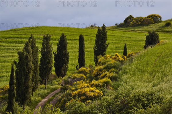 Cypress lined path