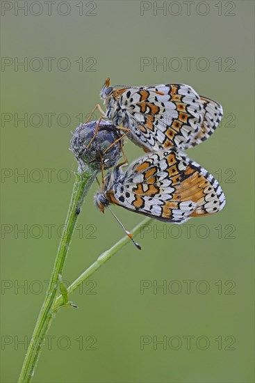 Spotted Fritillary or Red-band Fritillary (Melitaea didyma)