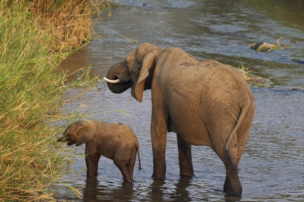 African Elephants (Loxodonta africana)