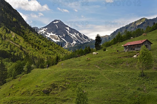 Alpine pasture