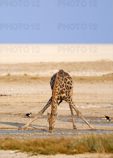 Giraffe (Giraffa camelopardalis)