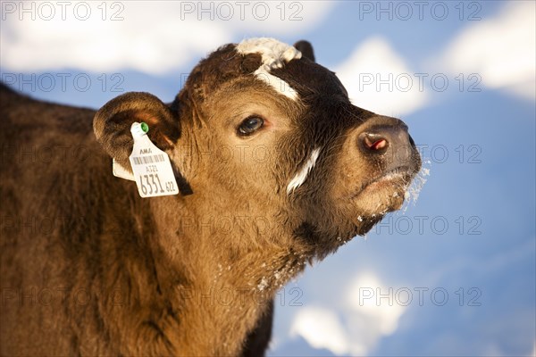 Calf in the snow