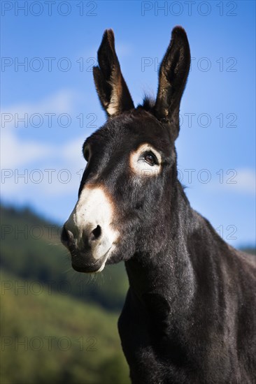 Donkey